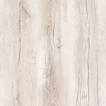 Дуб Канадский