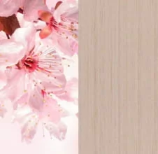 Сакура/Дуб молочный