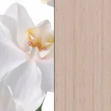Орхидея белая/Дуб молочный