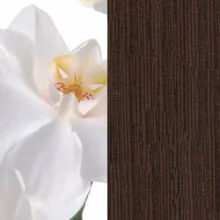 Орхидея белая/Венге