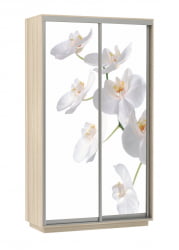 Шкаф-купе двухдверный Экспресс Дуо 1200х2400h Орхидея белая/Ясень шимо светлый